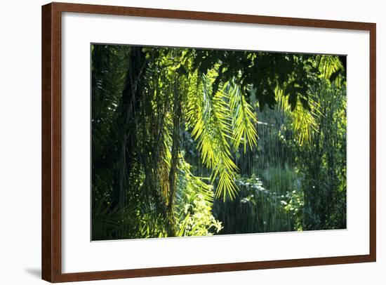 Indonesia, Sulawesi. Rain Pours Between Verdant Palm Fronds Giving Life to the Rainforest-David Slater-Framed Photographic Print