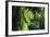 Indonesia, Sulawesi. Rain Pours Between Verdant Palm Fronds Giving Life to the Rainforest-David Slater-Framed Photographic Print