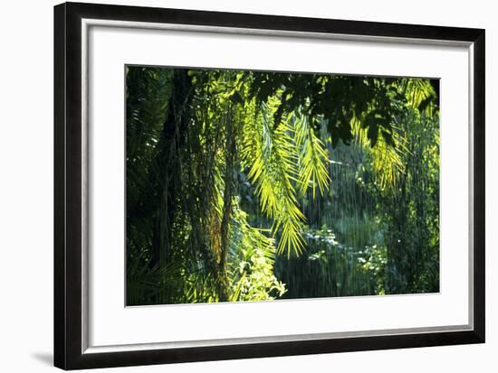 Indonesia, Sulawesi. Rain Pours Between Verdant Palm Fronds Giving Life to the Rainforest-David Slater-Framed Photographic Print