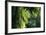 Indonesia, Sulawesi. Rain Pours Between Verdant Palm Fronds Giving Life to the Rainforest-David Slater-Framed Photographic Print
