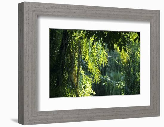 Indonesia, Sulawesi. Rain Pours Between Verdant Palm Fronds Giving Life to the Rainforest-David Slater-Framed Photographic Print