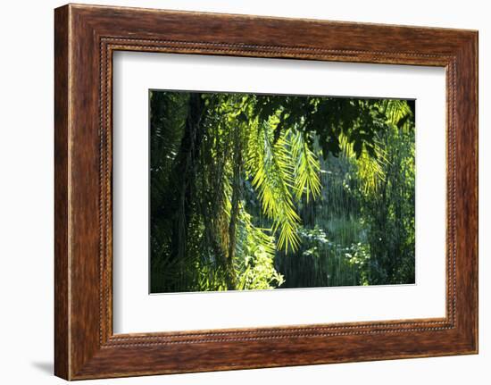 Indonesia, Sulawesi. Rain Pours Between Verdant Palm Fronds Giving Life to the Rainforest-David Slater-Framed Photographic Print