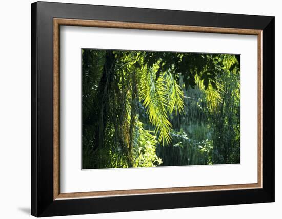 Indonesia, Sulawesi. Rain Pours Between Verdant Palm Fronds Giving Life to the Rainforest-David Slater-Framed Photographic Print