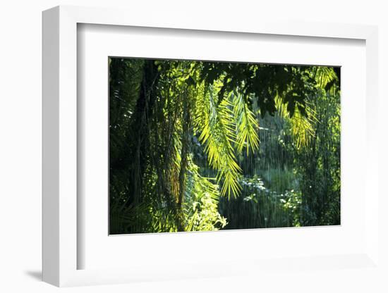 Indonesia, Sulawesi. Rain Pours Between Verdant Palm Fronds Giving Life to the Rainforest-David Slater-Framed Photographic Print