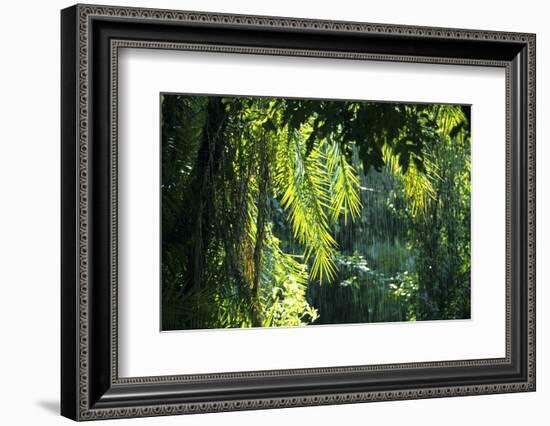 Indonesia, Sulawesi. Rain Pours Between Verdant Palm Fronds Giving Life to the Rainforest-David Slater-Framed Photographic Print