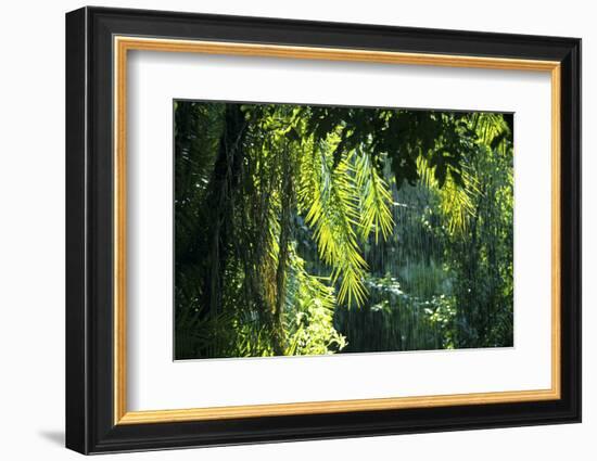 Indonesia, Sulawesi. Rain Pours Between Verdant Palm Fronds Giving Life to the Rainforest-David Slater-Framed Photographic Print