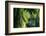 Indonesia, Sulawesi. Rain Pours Between Verdant Palm Fronds Giving Life to the Rainforest-David Slater-Framed Photographic Print