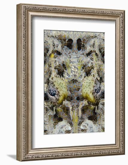 Indonesia, West Papua, Cenderawasih Bay. Close-Up of Crocodilefish-Jaynes Gallery-Framed Photographic Print