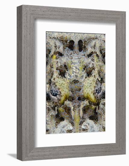 Indonesia, West Papua, Cenderawasih Bay. Close-Up of Crocodilefish-Jaynes Gallery-Framed Photographic Print