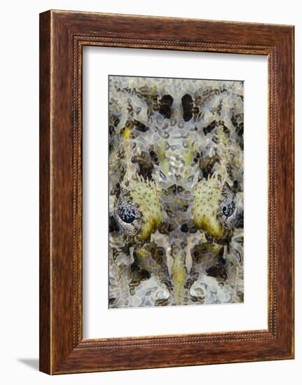 Indonesia, West Papua, Cenderawasih Bay. Close-Up of Crocodilefish-Jaynes Gallery-Framed Photographic Print