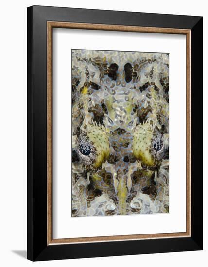 Indonesia, West Papua, Cenderawasih Bay. Close-Up of Crocodilefish-Jaynes Gallery-Framed Photographic Print