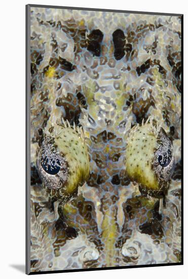 Indonesia, West Papua, Cenderawasih Bay. Close-Up of Crocodilefish-Jaynes Gallery-Mounted Photographic Print