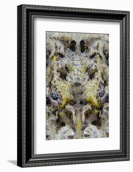 Indonesia, West Papua, Cenderawasih Bay. Close-Up of Crocodilefish-Jaynes Gallery-Framed Photographic Print