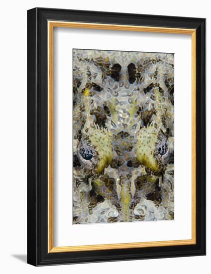 Indonesia, West Papua, Cenderawasih Bay. Close-Up of Crocodilefish-Jaynes Gallery-Framed Photographic Print