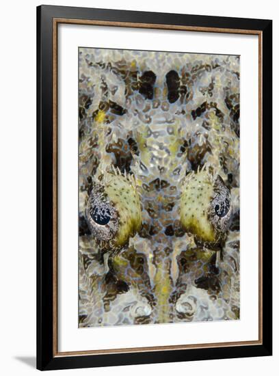 Indonesia, West Papua, Cenderawasih Bay. Close-Up of Crocodilefish-Jaynes Gallery-Framed Photographic Print