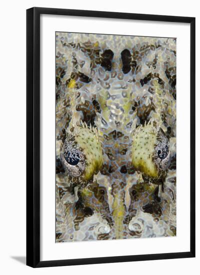 Indonesia, West Papua, Cenderawasih Bay. Close-Up of Crocodilefish-Jaynes Gallery-Framed Photographic Print