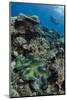 Indonesia, West Papua, Cenderawasih Bay. Diver Above Coral Reef-Jaynes Gallery-Mounted Photographic Print