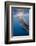 Indonesia, West Papua, Cenderawasih Bay. Whale Shark Surfacing-Jaynes Gallery-Framed Photographic Print