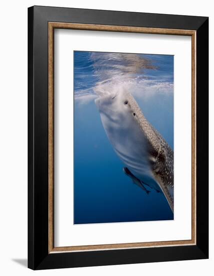 Indonesia, West Papua, Cenderawasih Bay. Whale Shark Surfacing-Jaynes Gallery-Framed Photographic Print