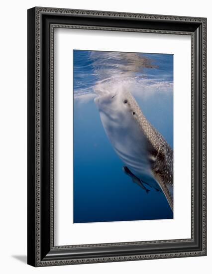 Indonesia, West Papua, Cenderawasih Bay. Whale Shark Surfacing-Jaynes Gallery-Framed Photographic Print