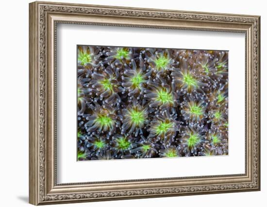 Indonesia, West Papua. Patterns in soft coral.-Jaynes Gallery-Framed Photographic Print