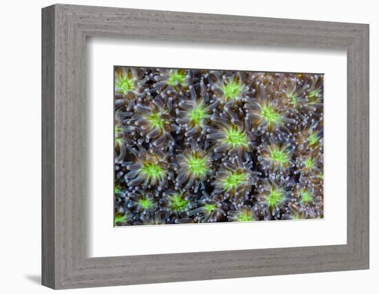 Indonesia, West Papua. Patterns in soft coral.-Jaynes Gallery-Framed Photographic Print