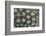 Indonesia, West Papua. Patterns in soft coral.-Jaynes Gallery-Framed Photographic Print