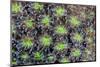 Indonesia, West Papua. Patterns in soft coral.-Jaynes Gallery-Mounted Photographic Print