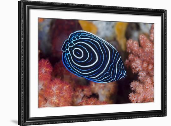 Indonesia, West Papua, Raja Ampat. Close-up of emperor angelfish.-Jaynes Gallery-Framed Photographic Print
