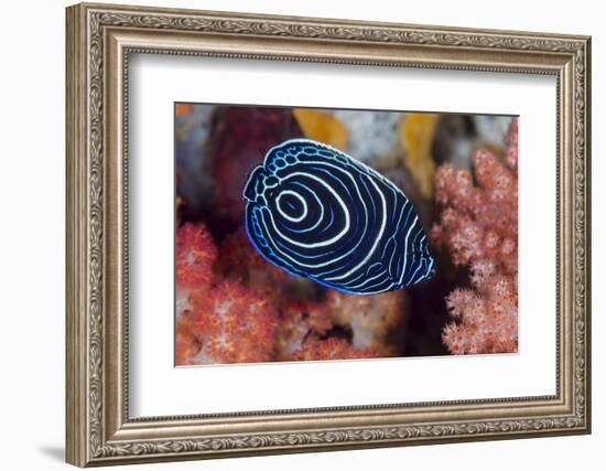 Indonesia, West Papua, Raja Ampat. Close-up of emperor angelfish.-Jaynes Gallery-Framed Photographic Print