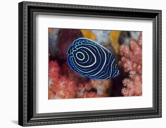 Indonesia, West Papua, Raja Ampat. Close-up of emperor angelfish.-Jaynes Gallery-Framed Photographic Print