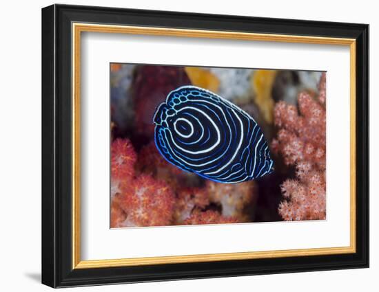 Indonesia, West Papua, Raja Ampat. Close-up of emperor angelfish.-Jaynes Gallery-Framed Photographic Print