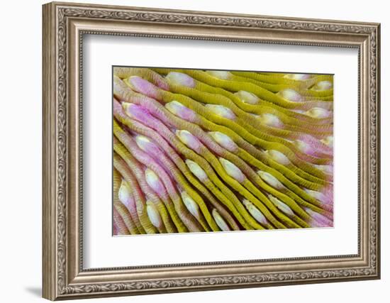 Indonesia, West Papua, Raja Ampat. Close-Up of Hard Coral-Jaynes Gallery-Framed Photographic Print