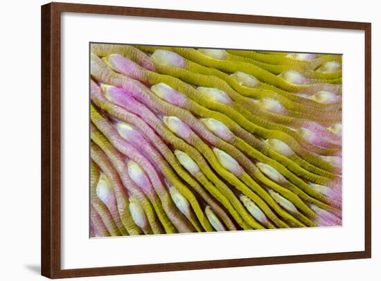 Indonesia, West Papua, Raja Ampat. Close-Up of Hard Coral-Jaynes Gallery-Framed Photographic Print