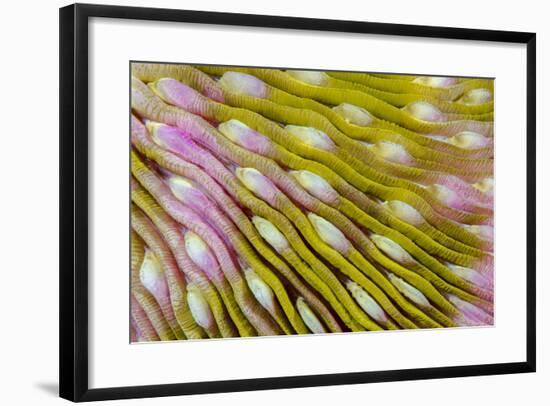 Indonesia, West Papua, Raja Ampat. Close-Up of Hard Coral-Jaynes Gallery-Framed Photographic Print