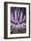 Indonesia, West Papua, Raja Ampat. Close-Up of Sea Anemone-Jaynes Gallery-Framed Photographic Print