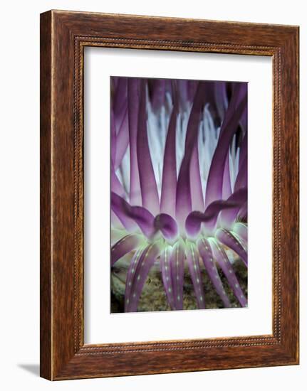 Indonesia, West Papua, Raja Ampat. Close-Up of Sea Anemone-Jaynes Gallery-Framed Photographic Print