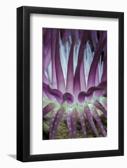 Indonesia, West Papua, Raja Ampat. Close-Up of Sea Anemone-Jaynes Gallery-Framed Photographic Print