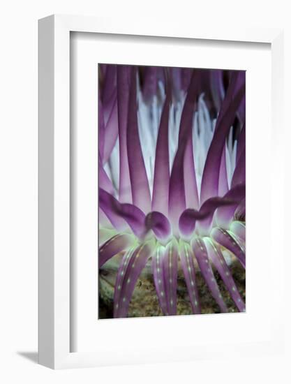 Indonesia, West Papua, Raja Ampat. Close-Up of Sea Anemone-Jaynes Gallery-Framed Photographic Print