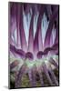 Indonesia, West Papua, Raja Ampat. Close-Up of Sea Anemone-Jaynes Gallery-Mounted Photographic Print