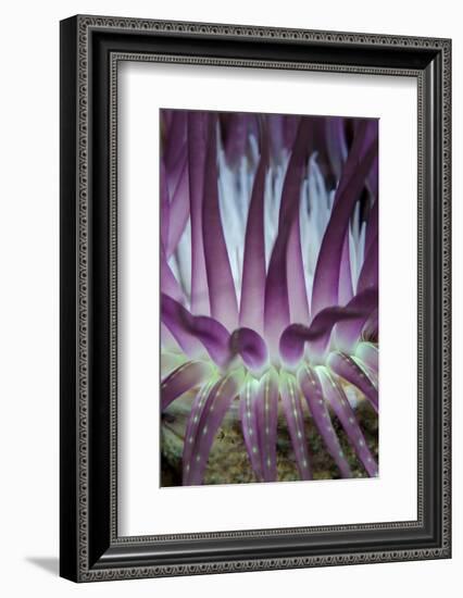 Indonesia, West Papua, Raja Ampat. Close-Up of Sea Anemone-Jaynes Gallery-Framed Photographic Print