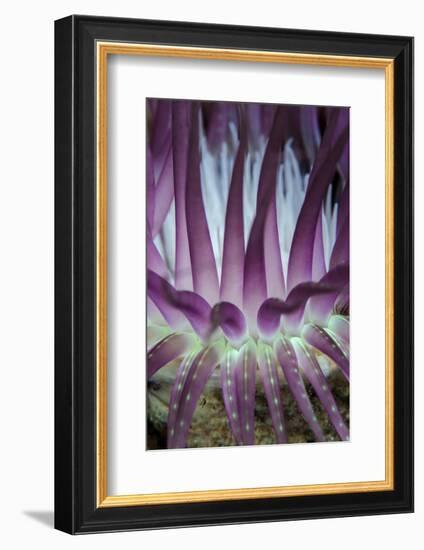 Indonesia, West Papua, Raja Ampat. Close-Up of Sea Anemone-Jaynes Gallery-Framed Photographic Print