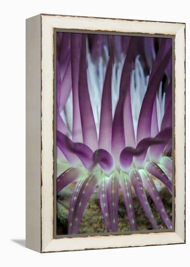 Indonesia, West Papua, Raja Ampat. Close-Up of Sea Anemone-Jaynes Gallery-Framed Premier Image Canvas