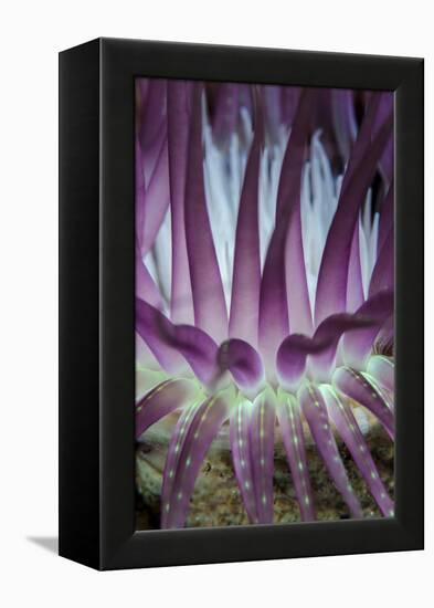 Indonesia, West Papua, Raja Ampat. Close-Up of Sea Anemone-Jaynes Gallery-Framed Premier Image Canvas