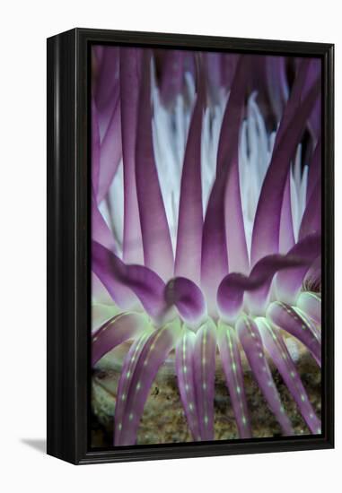 Indonesia, West Papua, Raja Ampat. Close-Up of Sea Anemone-Jaynes Gallery-Framed Premier Image Canvas