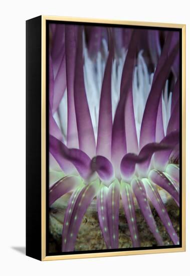 Indonesia, West Papua, Raja Ampat. Close-Up of Sea Anemone-Jaynes Gallery-Framed Premier Image Canvas