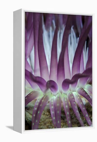 Indonesia, West Papua, Raja Ampat. Close-Up of Sea Anemone-Jaynes Gallery-Framed Premier Image Canvas