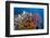 Indonesia, West Papua, Raja Ampat. Coral Reef and Fish-Jaynes Gallery-Framed Photographic Print