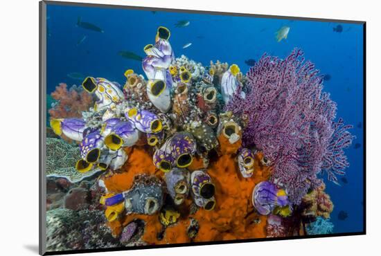 Indonesia, West Papua, Raja Ampat. Coral Reef and Fish-Jaynes Gallery-Mounted Photographic Print