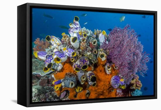 Indonesia, West Papua, Raja Ampat. Coral Reef and Fish-Jaynes Gallery-Framed Premier Image Canvas